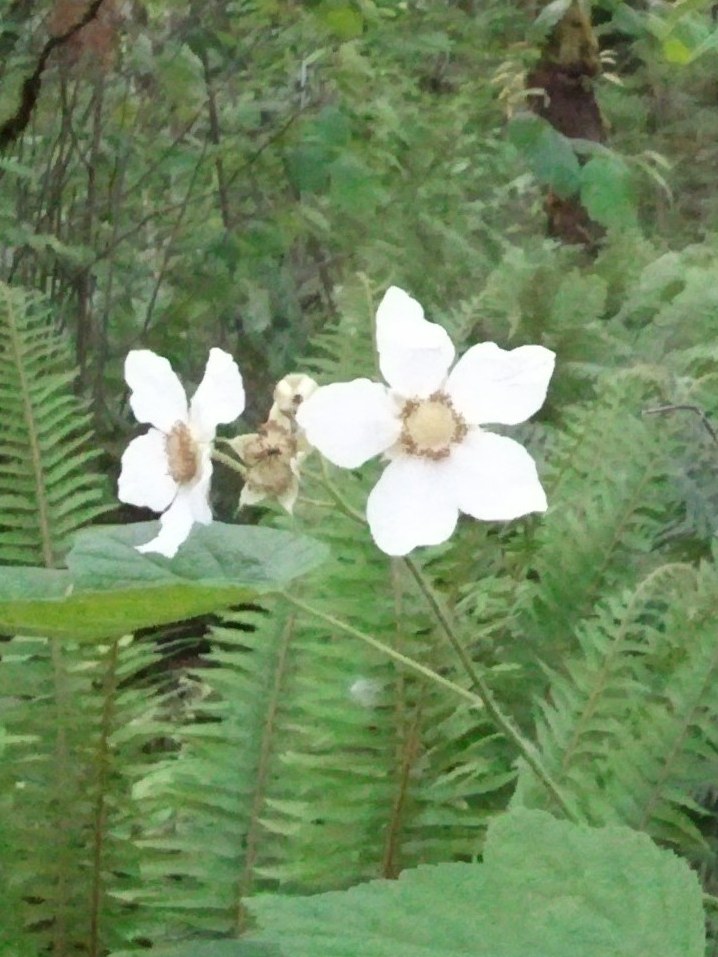 Cute star shaped flower