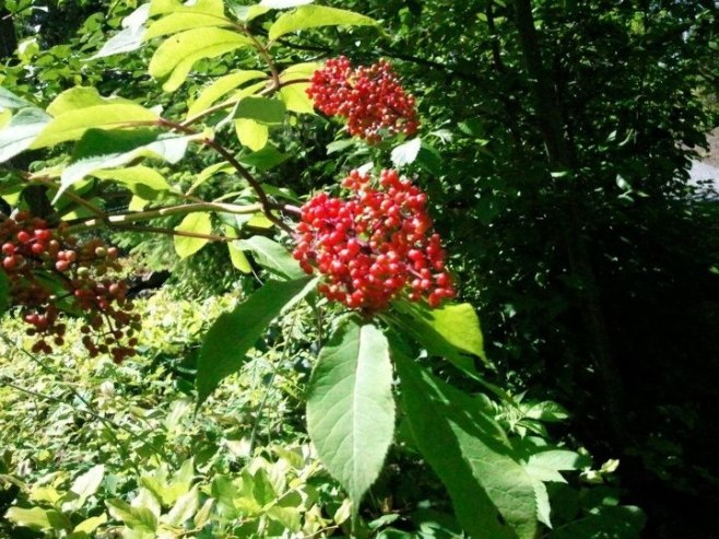 Elderberry