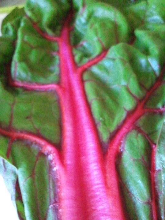 Chard