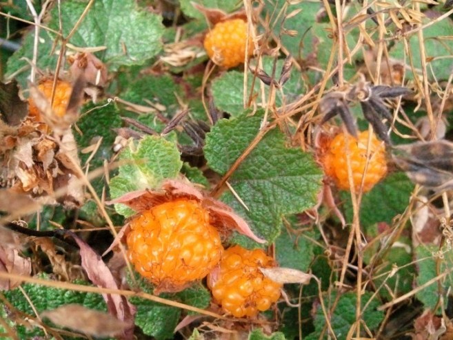 Cloudberry