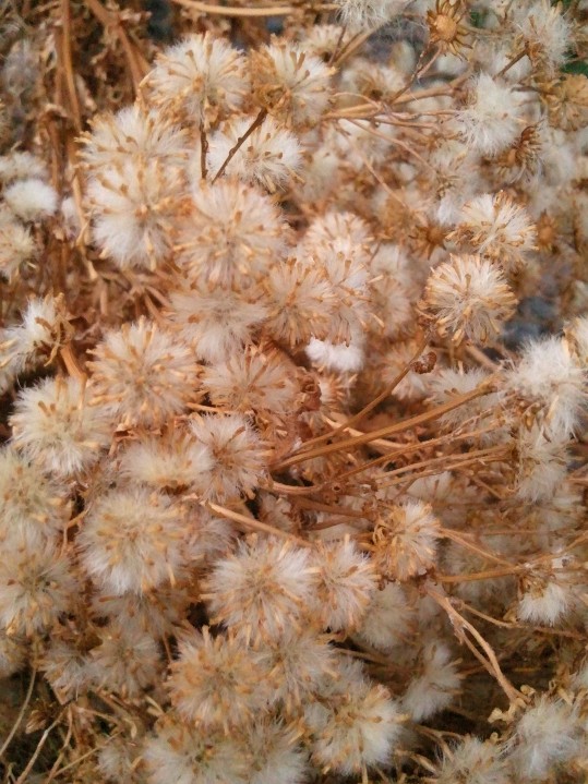 A whole bunch of them