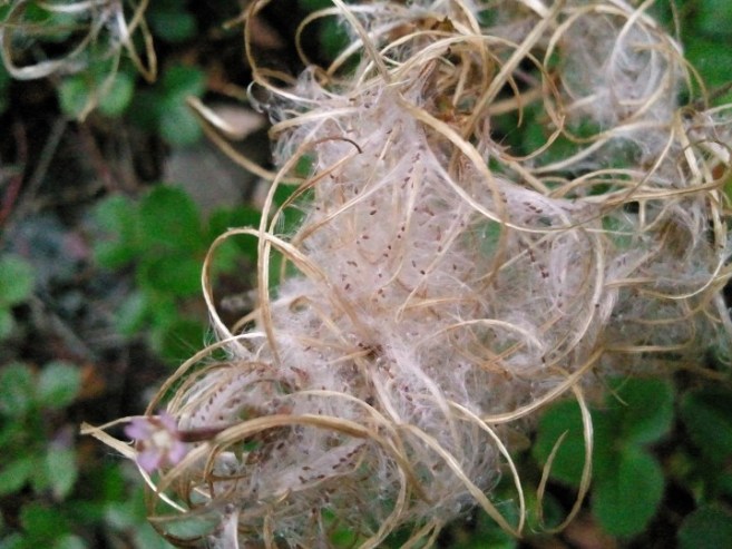 Hard-core spider-webbery