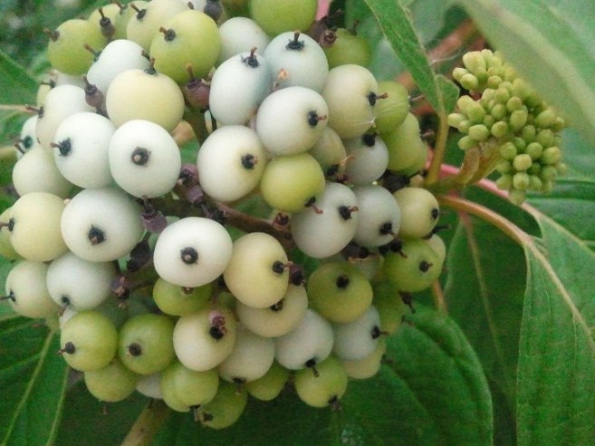 Maybe another kind of snowberry? Or maybe I'm just generalising and calling all white ones snow...??? Oh well... Unkown #3 then! ;o)