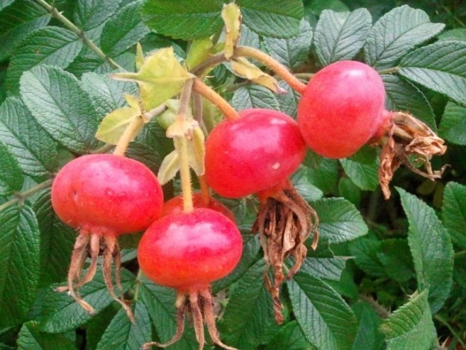 Rosehips