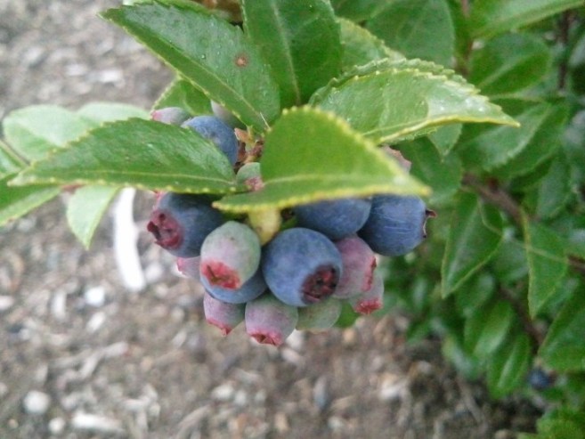 Another one I couldn't identify: Unknown #2