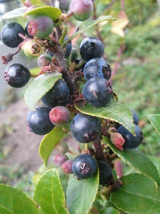 Didn't get that one. Feel free to pich in. I'd call it Unkown #1 for now... ;o)