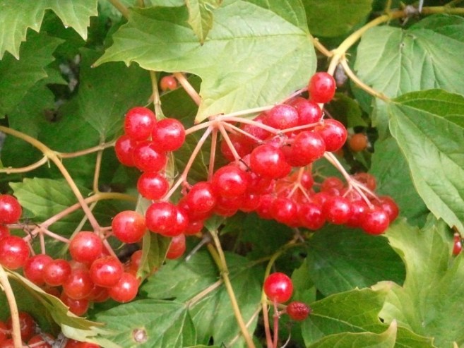 American cranberry