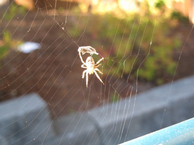Spider prepping her next meal