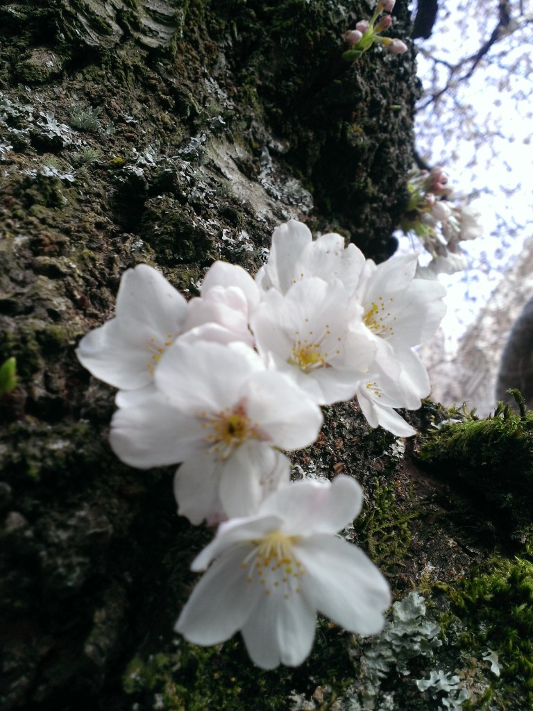 Blossoms at the tree trunk