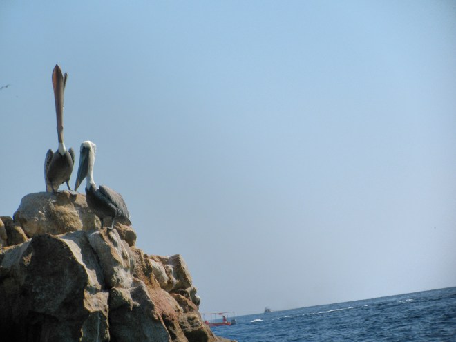 Pelicans. No idea what the little fella on top is doing, but it does look funny.