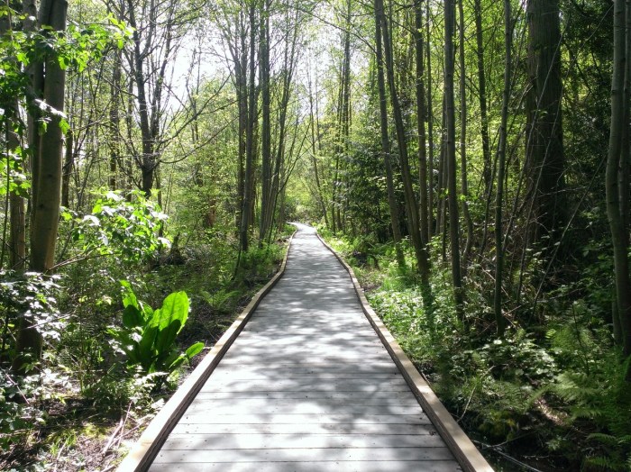 Wooden bridge on a swampy area