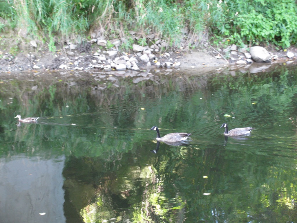 A family of geese