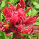 MagentaPaitbrush_thumb