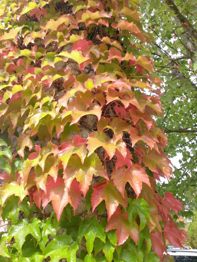 Fall3