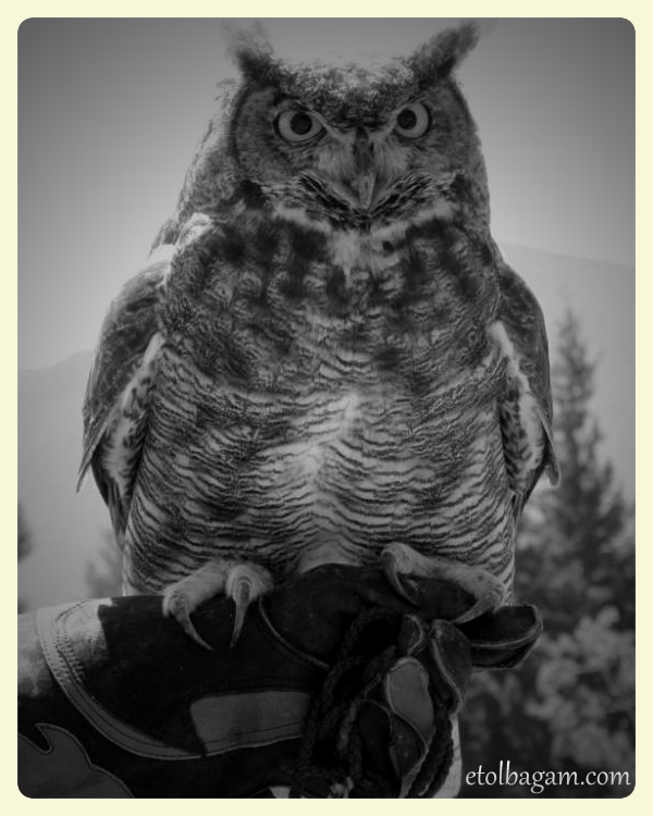 Protected hand from sharp claws