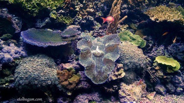 Week 1 - trying to get the real colors to show