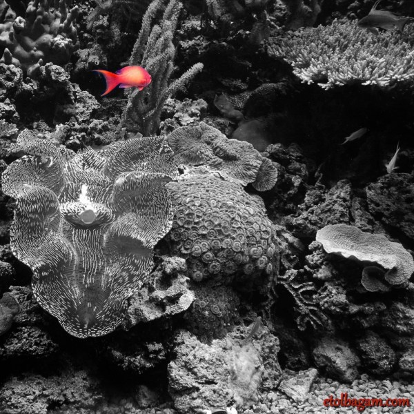 Week 2 - Highlighting the fish