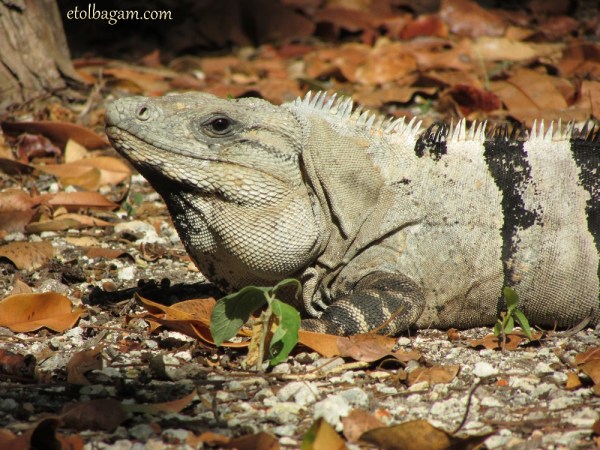 iguana
