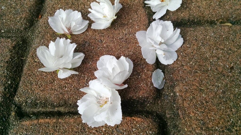 IMG_20150327_112607002